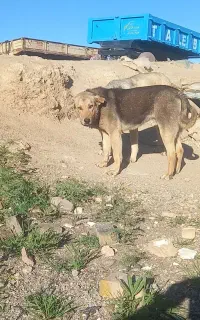 توله پژدرنر