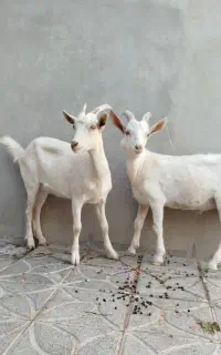 بزغاله سانن