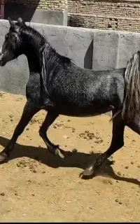 کره مادیان ۳ سال کره کیان کمیجان نوه کامران قدیری