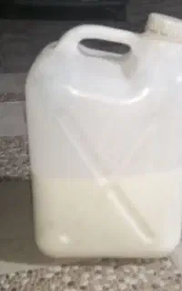دوغ بز