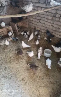 کبوتر پرشی