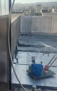 قفس همراه آویز