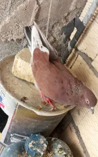یک جفت کبوتر