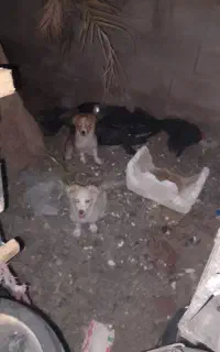 سگ خانگی