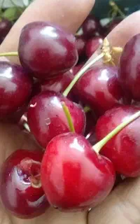 باغ‌گیلاس‌وبادام‌وانگور‌۷۰۰مترشوراب‌صغیر