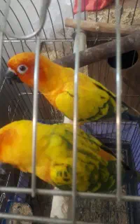 طوطی خورشیدی مولد