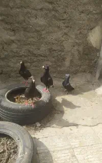 یک جفت کبوتر زاغ شاهپرسفید با دوتا جوجه 1500