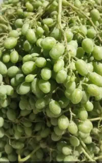 آبغوره دستی تمیز بهداشتی ترش ترش سبز تو بطری پلم