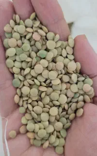 عدس پهن محلی