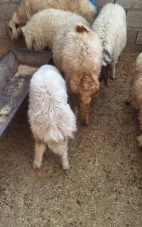 سلام یک عدد شک سنجابی اول بره