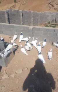 سلام ۱۵عدد طوقی خشگل وخش رنگ بدون پر غلت