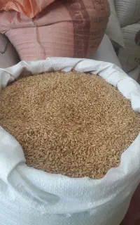 دان پرندگان