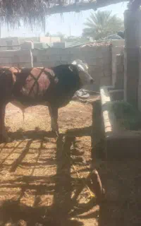 فروش دو عدد گوساله سیمنتال