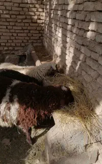 گوسفند زنده بره مخصوص عقیقه نذری و مصارف خانگی