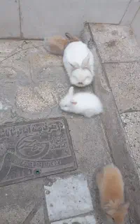 فروش فوری خرگوش