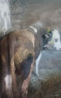گوساله نر