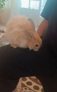 خرگوش زیبا