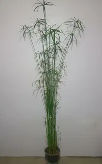 گل گیاه گلدان ۲ تا نخل مرداب قد ۱۷۵ سانت