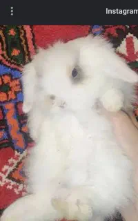 خرکوش لوپی