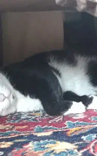 گربه مخمل