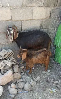 بز و بزغاله نر