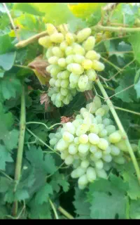 انگور درجه یک و اصیل به شرط مزه