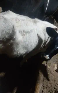 یک راس گوساله ماده