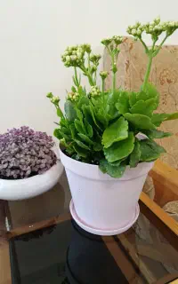 گل‌های زیبا