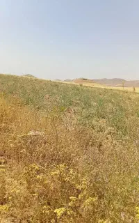 نیروی کار مجرب..
