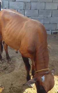 گاو نر