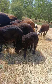 بره شیری بی گوش