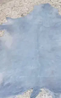 پوست دمام تعداد وتک