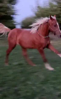 فروش اسب عرب مصری