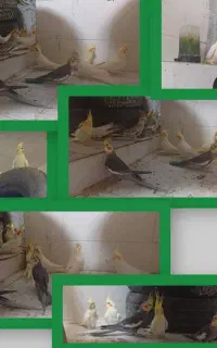 عروس