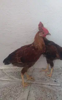دو عدد خروس