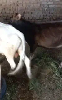گوساله نر