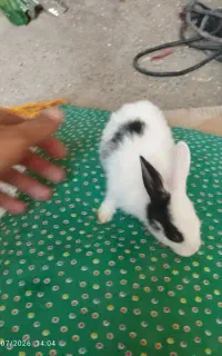 خرگوش