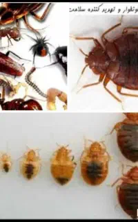 سمپاشی سم پاشی ارگانیک واصلی بدونه واسطــه تضمینی