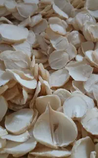 موسیر کوهی پلاک شده