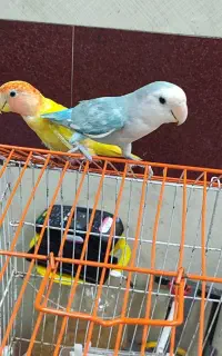 طوطی برزیلی نر و ماده