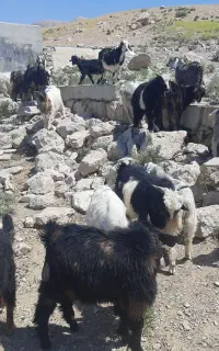 بزغاله کوچک ۵۰ راس