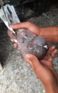 کفتر تهرانی