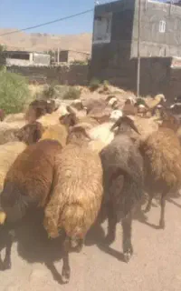 گوسفندمیش جوان