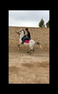 فروش اسب اصیل نژاد کرد معاوضه با موتور