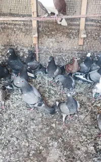 جوانه المانی