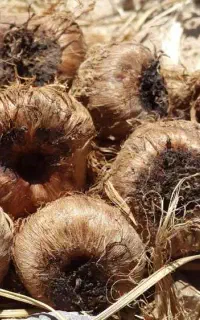 فروش پیاز زعفران