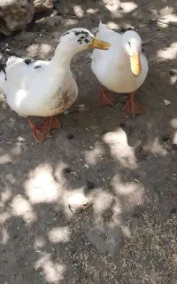 یک جفت اردک بالغ