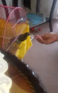 جوجه مینا  ۳ماهه دونخور