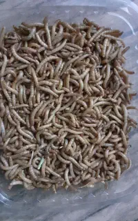 میلورم زنده