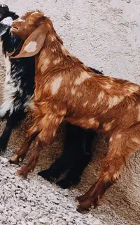 جفت کهره جملی